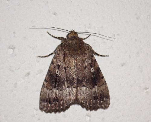 Réf. 308 579 : Amphipyra sp.